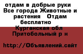 отдам в добрые руки - Все города Животные и растения » Отдам бесплатно   . Курганская обл.,Притобольный р-н
